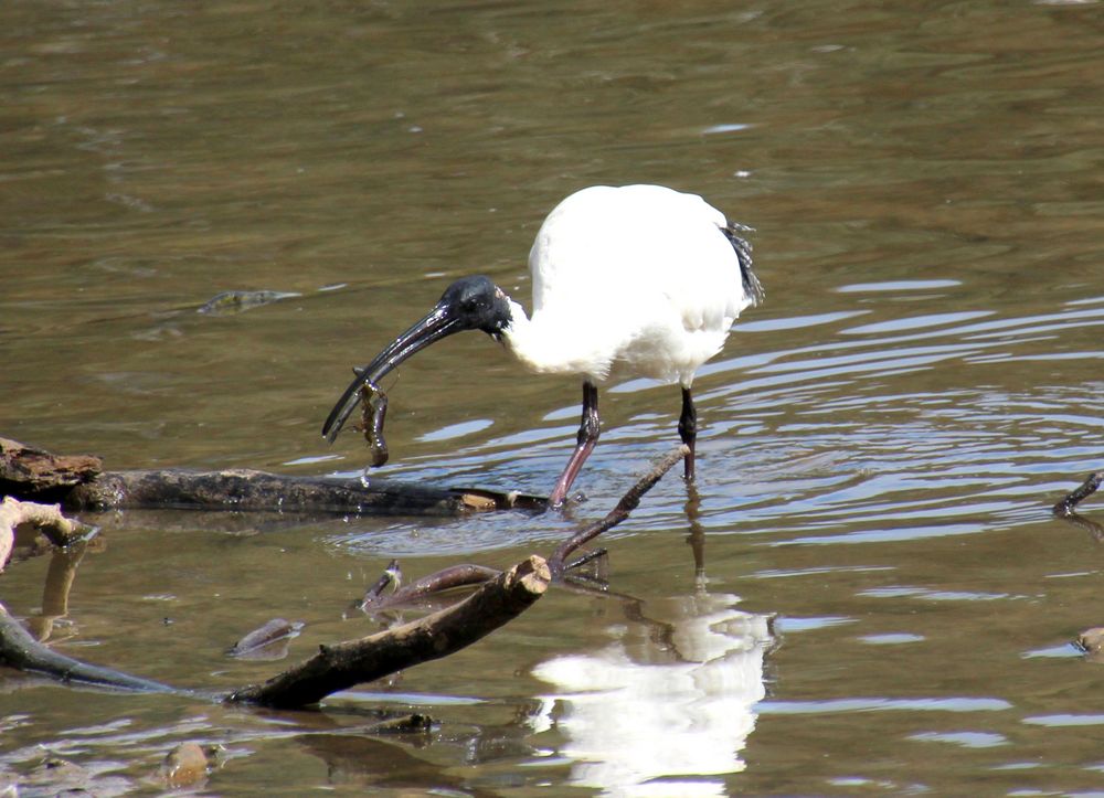 Der Fang des Tages Foto & Bild | tiere, wildlife, wild ...