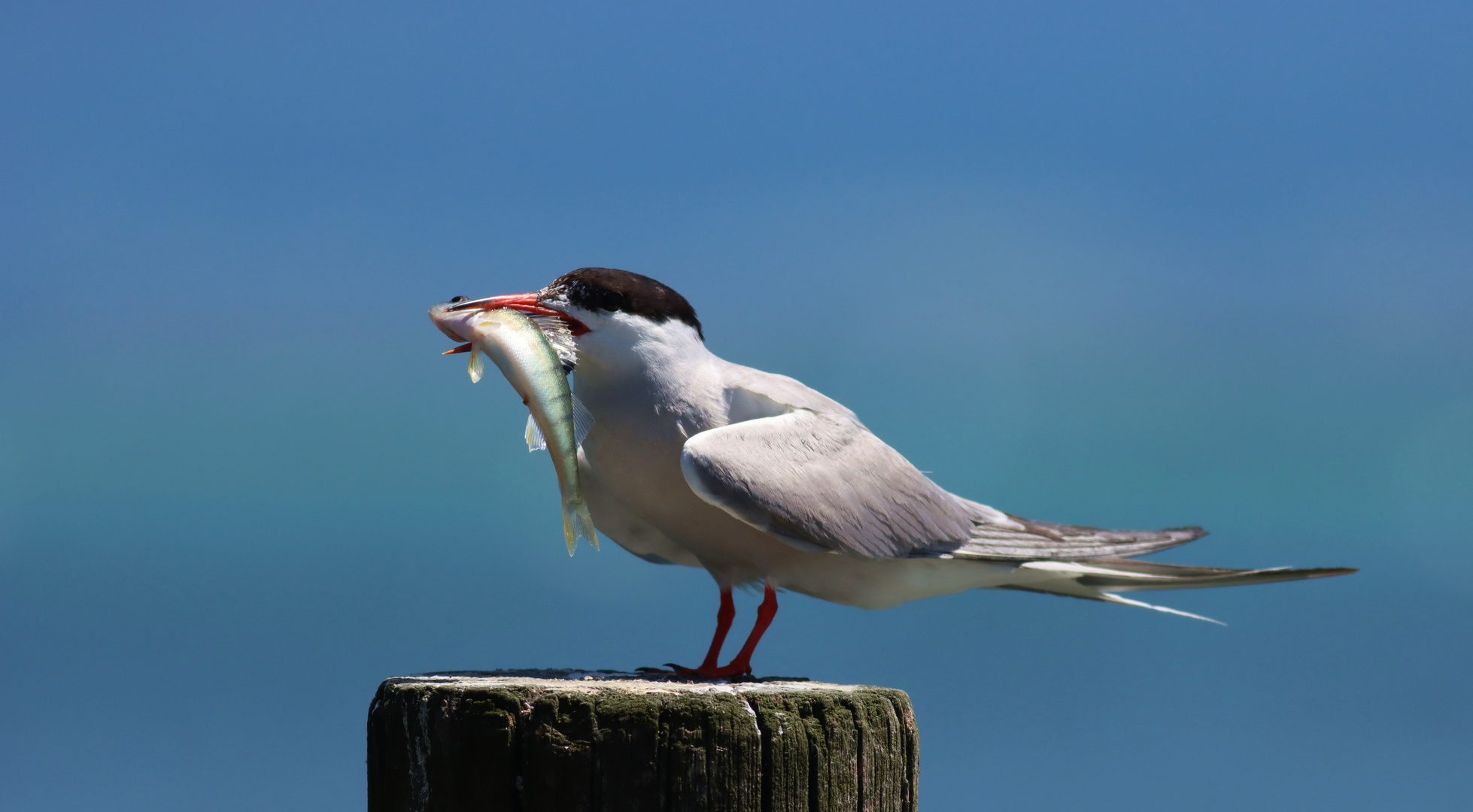 Der Fang Foto & Bild natur, tiere, vögel Bilder auf