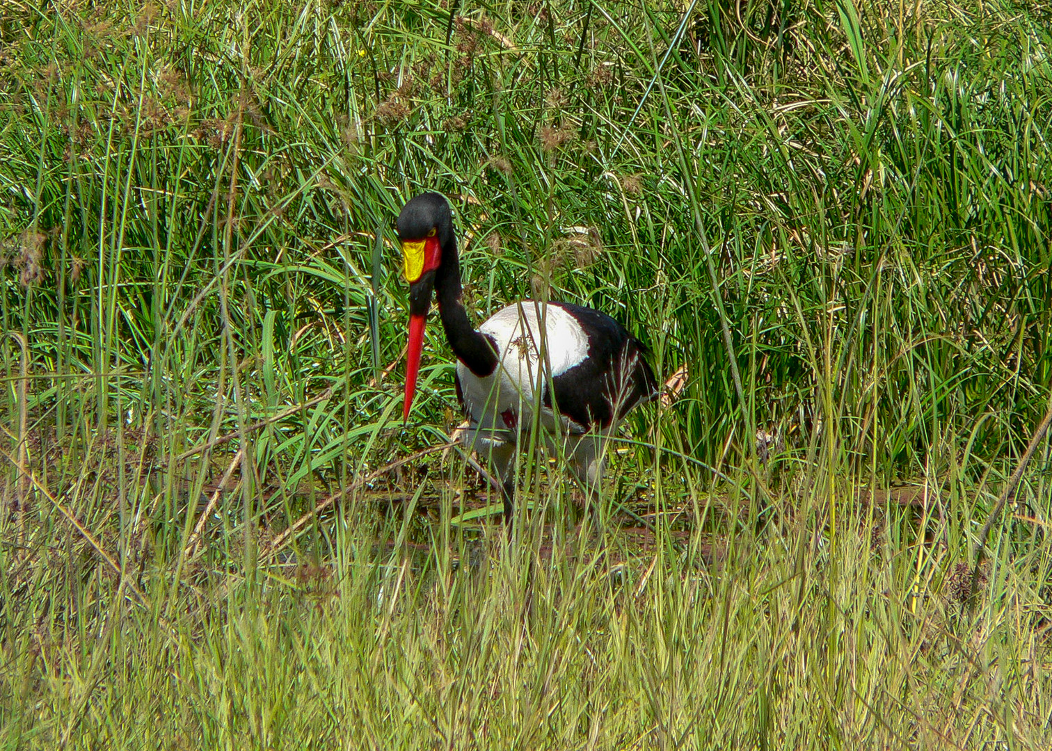 Der farbenfreudige Sattelstorch (Ephippiorhynchus senegalensis)