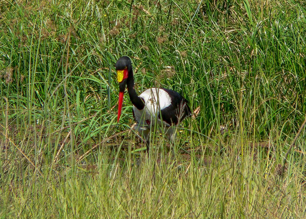 Der farbenfreudige Sattelstorch (Ephippiorhynchus senegalensis)