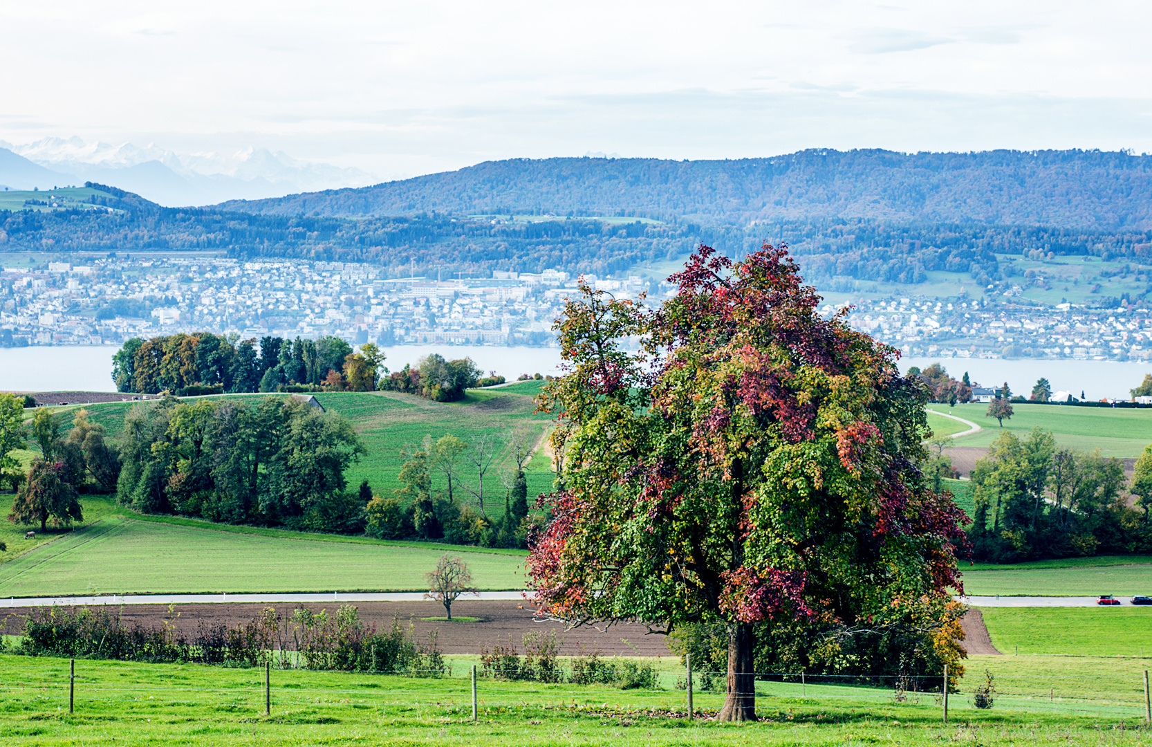 Der farbenfrohe Baum