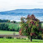 Der farbenfrohe Baum