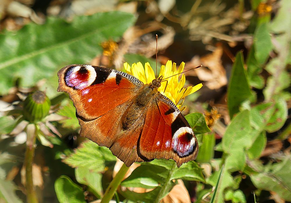 Der Farbenfrohe