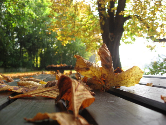 ~Der farbenfrohe Herbst~