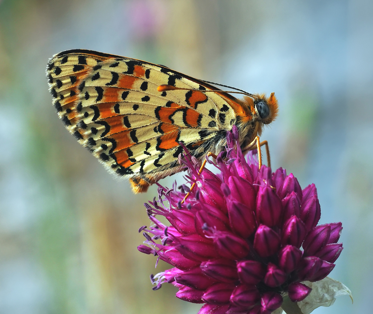 Der farbenfrohe Rote Scheckenfalter (Melitaea didyma) *