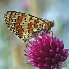 Der farbenfrohe Rote Scheckenfalter (Melitaea didyma) *