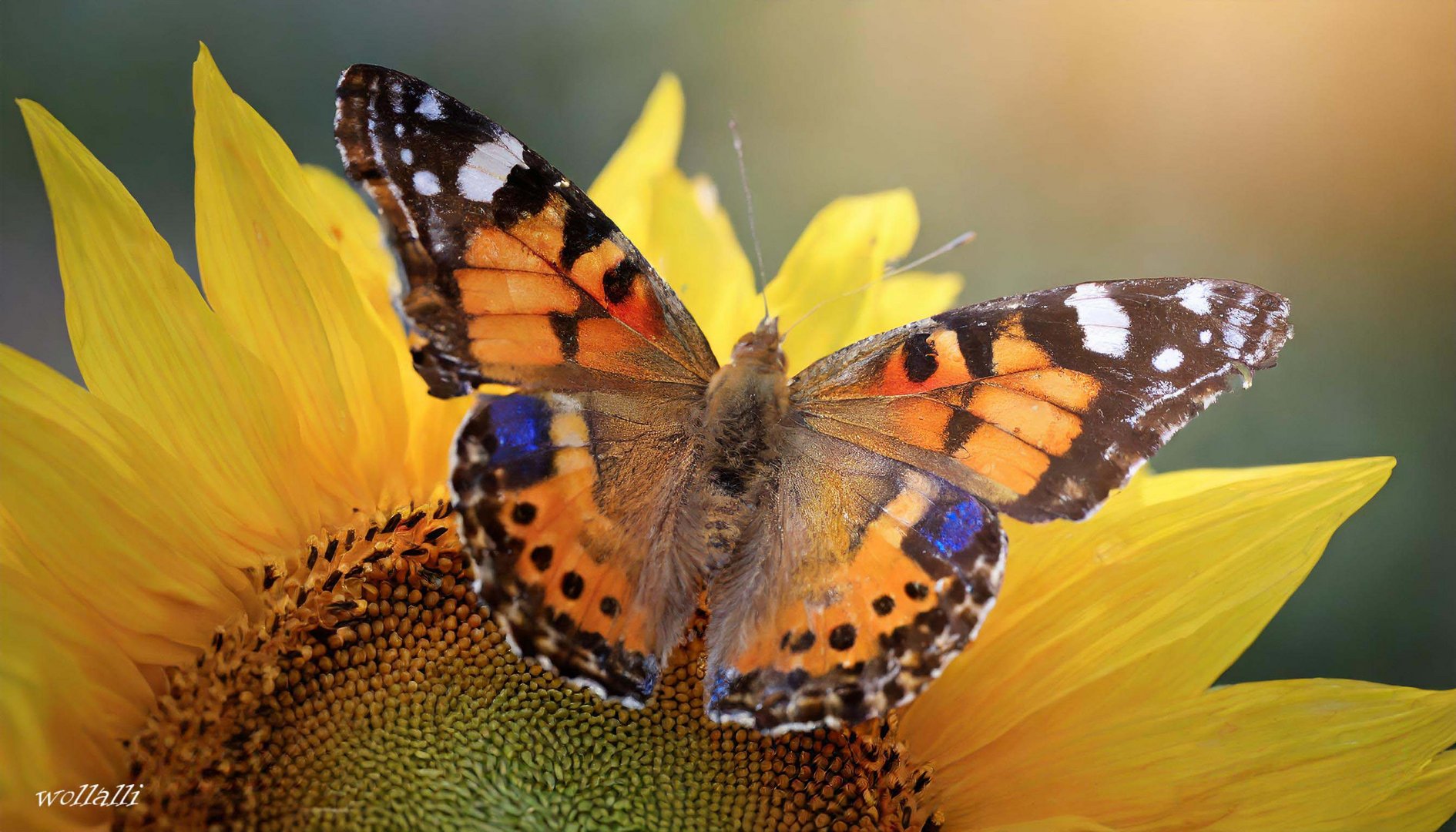 Der farbenfrohe Schmetterling in der Sonnenblume