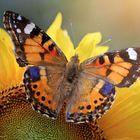 Der farbenfrohe Schmetterling in der Sonnenblume