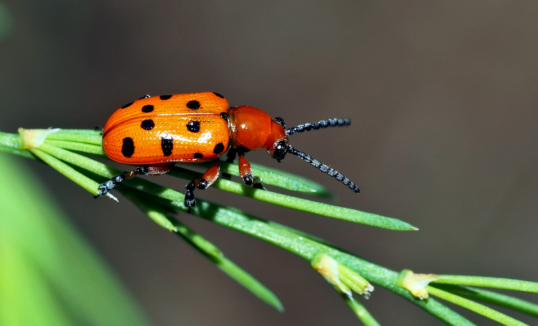 Der farbenfrohe Zwölfpunkt-Spargelkäfer (Crioceris duodecimpunctata).