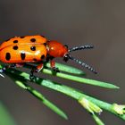 Der farbenfrohe Zwölfpunkt-Spargelkäfer (Crioceris duodecimpunctata).