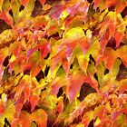 der farbenprächtige Herbst