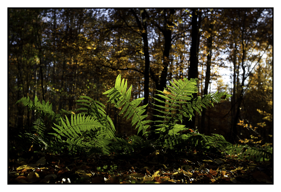 Der Farn im Herbstwald