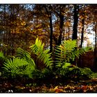 Der Farn im Herbstwald