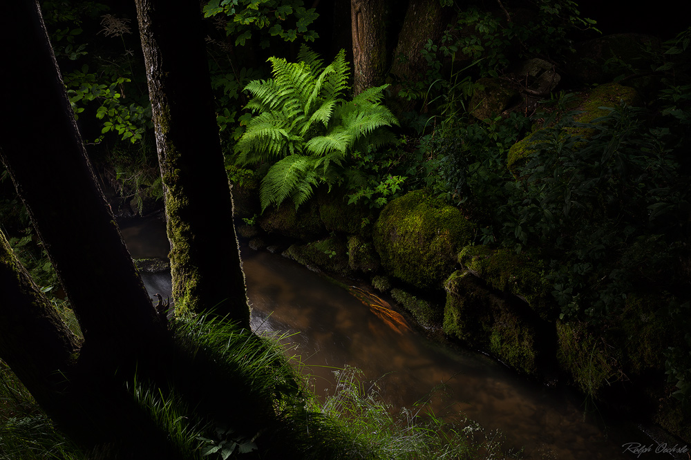 Der Farn - lightpainting