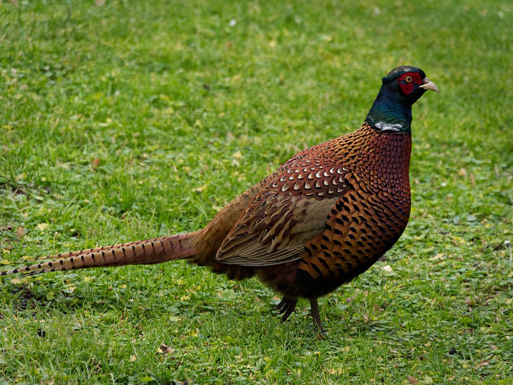 Der Fasan Foto &amp; Bild | tiere, wildlife, wild lebende vögel Bilder auf ...