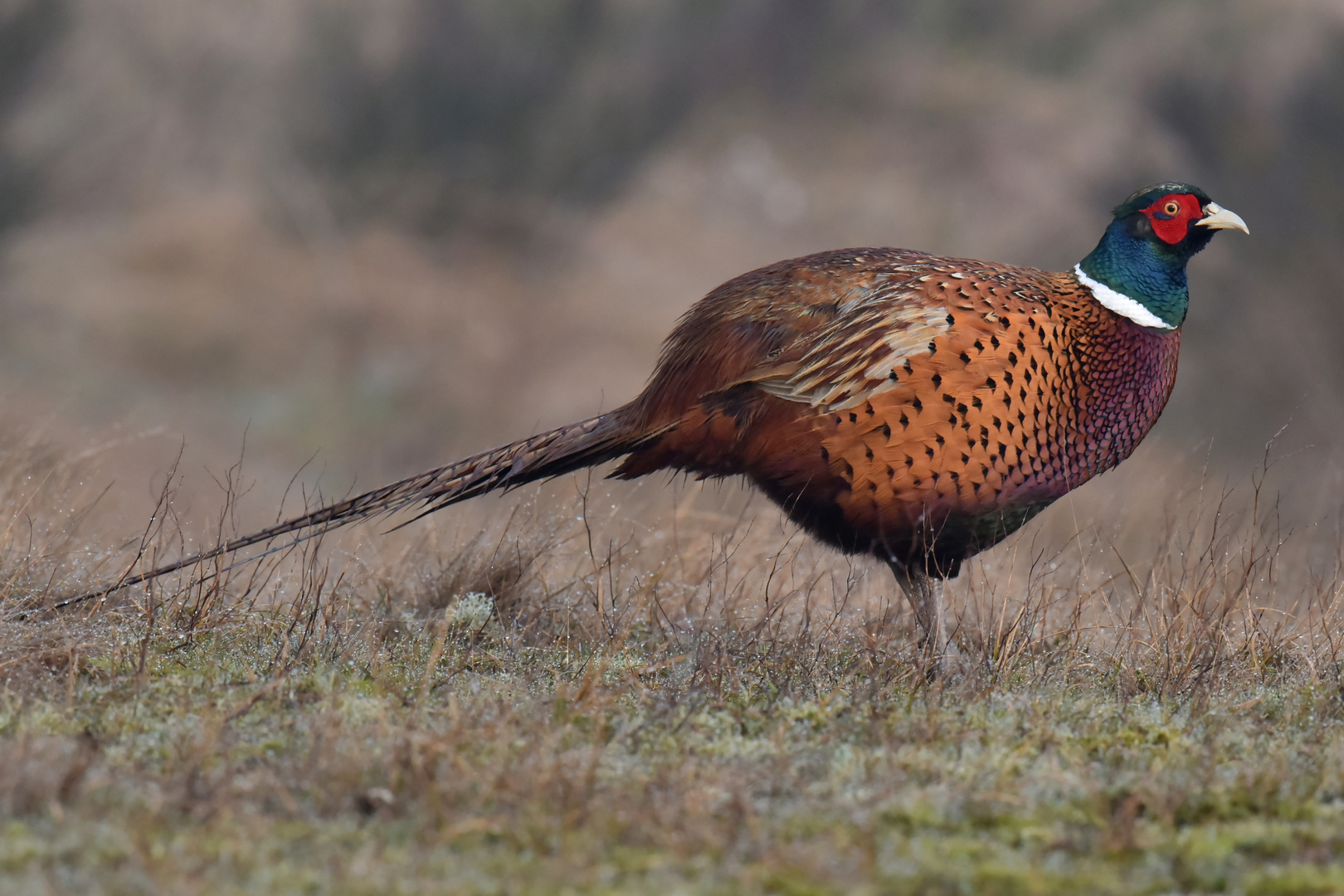 Der Fasan Foto &amp; Bild | tiere, wildlife, wild lebende vögel Bilder auf ...