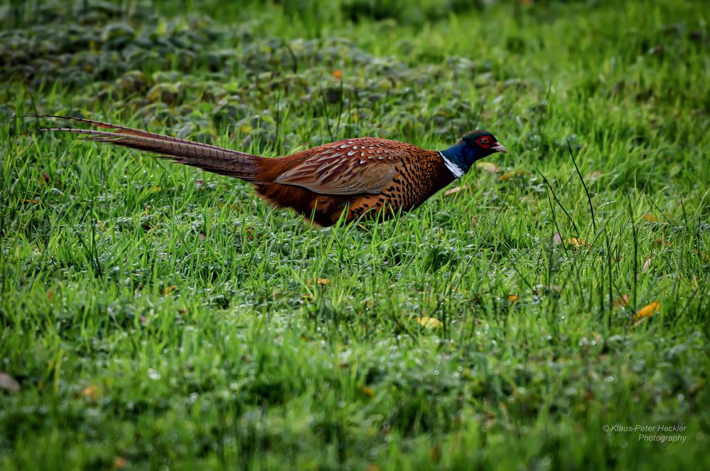 Der Fasan auf der Wiese