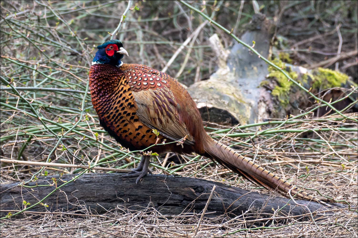 Der Fasan Foto &amp; Bild | tiere, wildlife, wild lebende vögel Bilder auf ...