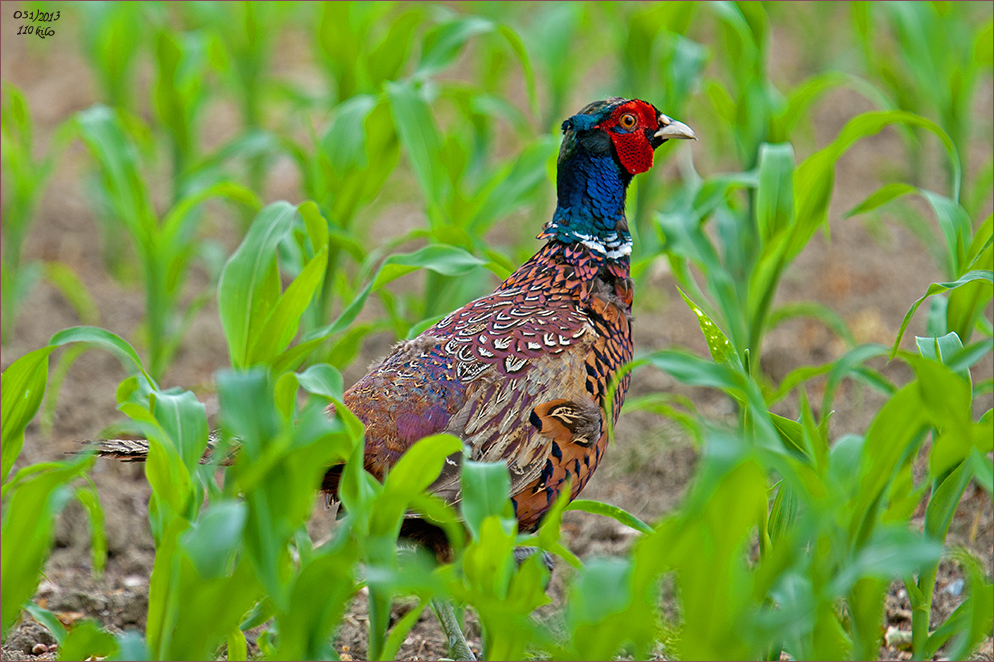 Der Fasan (Phasianus colchicus)