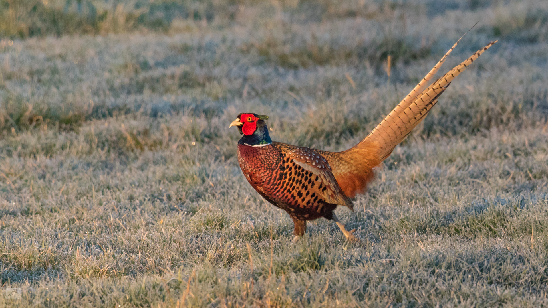 Der Fasan (Phasianus colchicus)