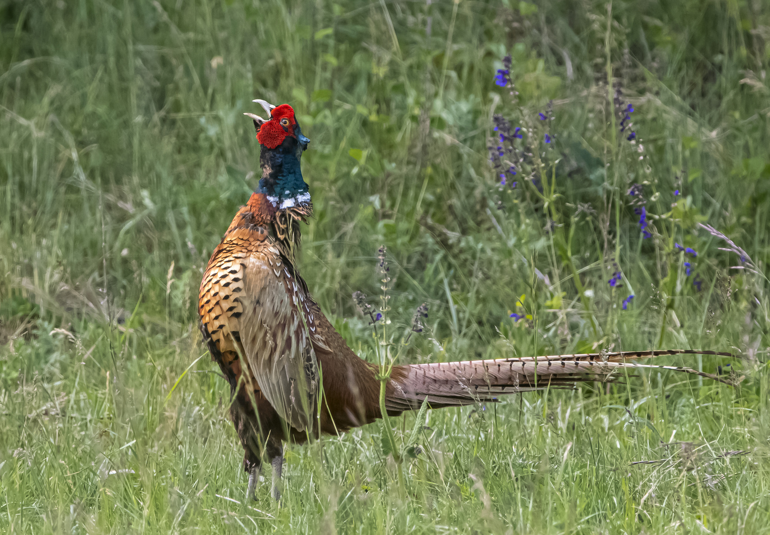 Der Fasan (Phasianus colchicus)