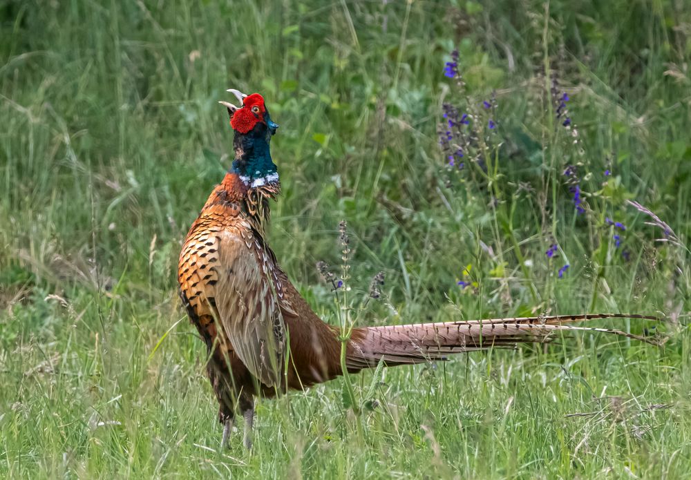 Der Fasan (Phasianus colchicus)