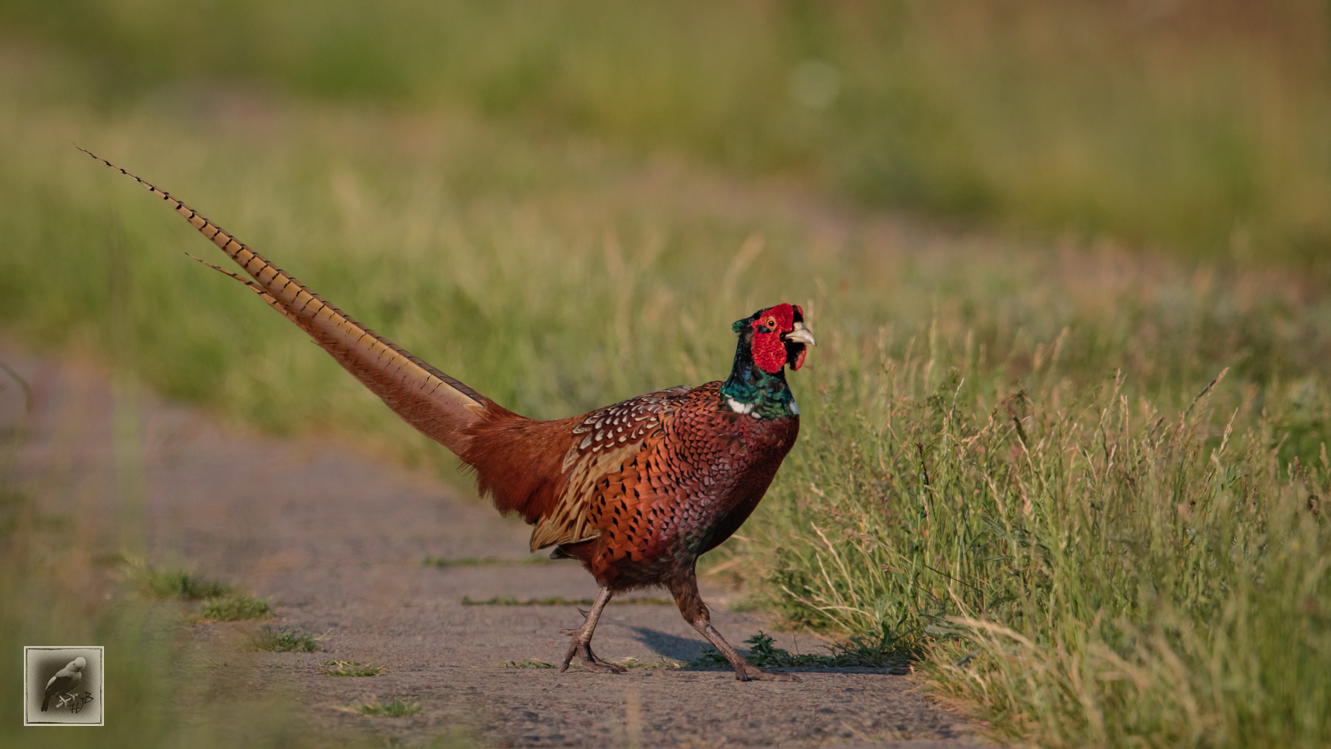 Der Fasan (Phasianus colchicus) m 