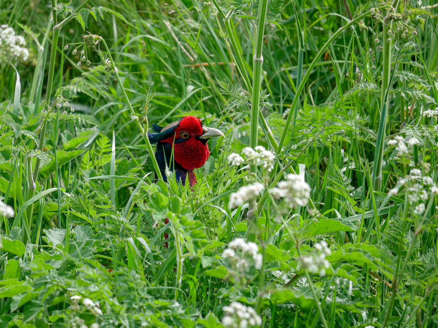 Der Fasan und die Wiese