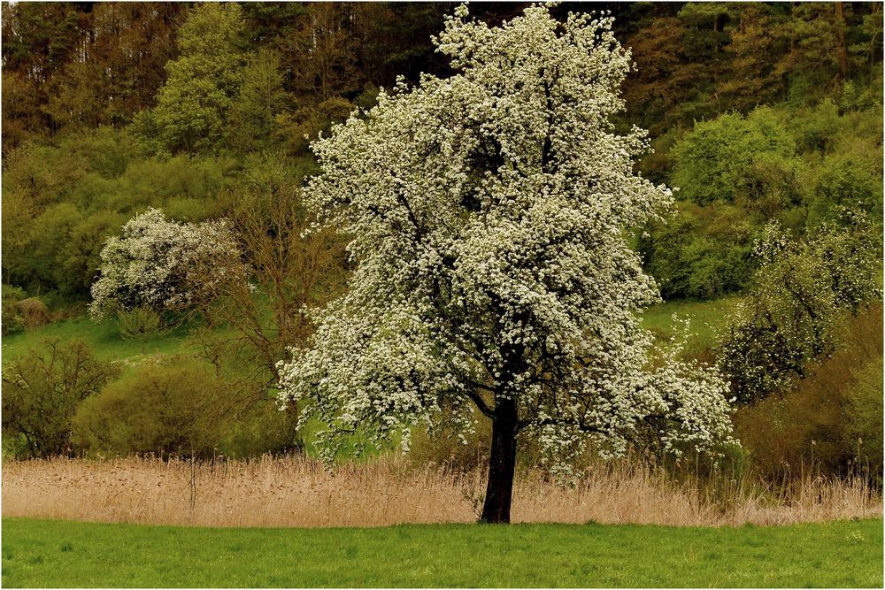 Der fast perfekte Maibaum