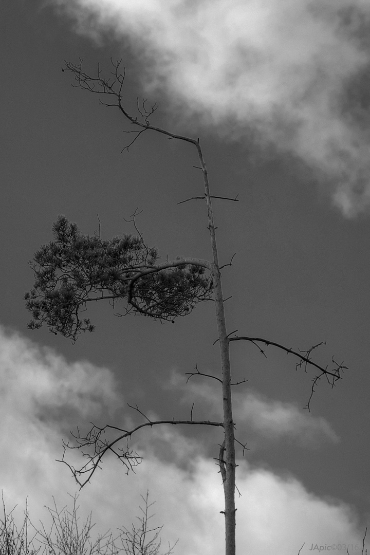 der fast tote Baum