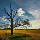 Der fast tote Baum