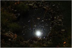 Der (fast-) Vollmond spiegelt sich in unserem Gartenteich