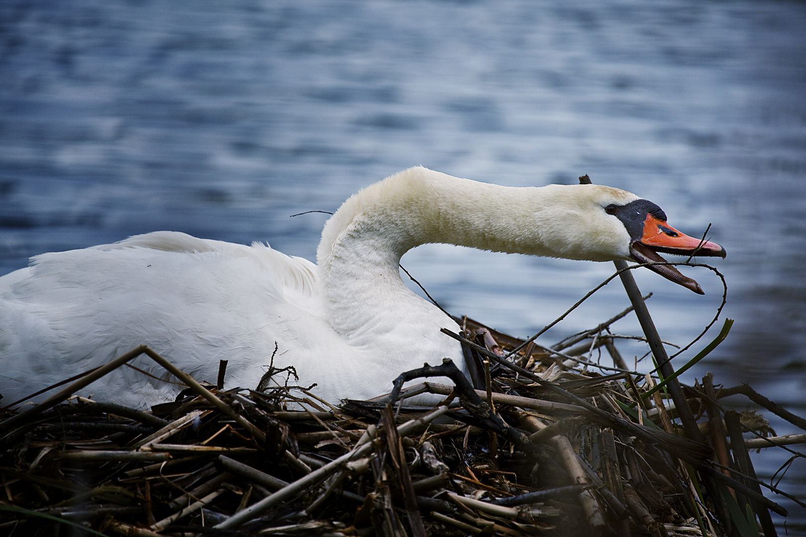 der fauchende Schwan