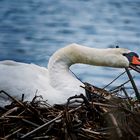 der fauchende Schwan