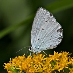 DER FAULBAUM-BLÄULING (CELASTRINA ARGIOLUS)