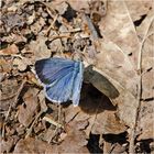 Der Faulbaumbläuling (Celastrina argiolus) . . .