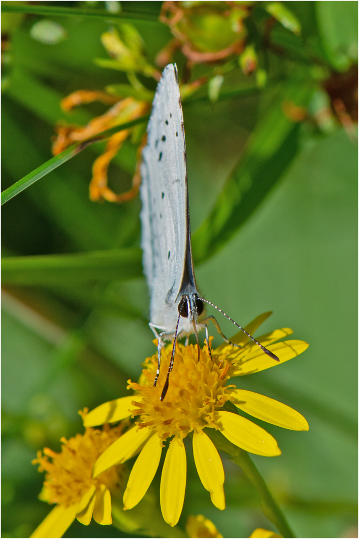 Der Faulbaumbläuling (Celastrina argiolus) gab mir . . .