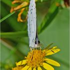 Der Faulbaumbläuling (Celastrina argiolus) gab mir . . .