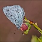 Der Faulbaumbläuling (Celastrina argiolus) war eine