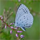 Der Faulbaumbläuling (Celastrina argiolus) war ständig unterwegs . . .