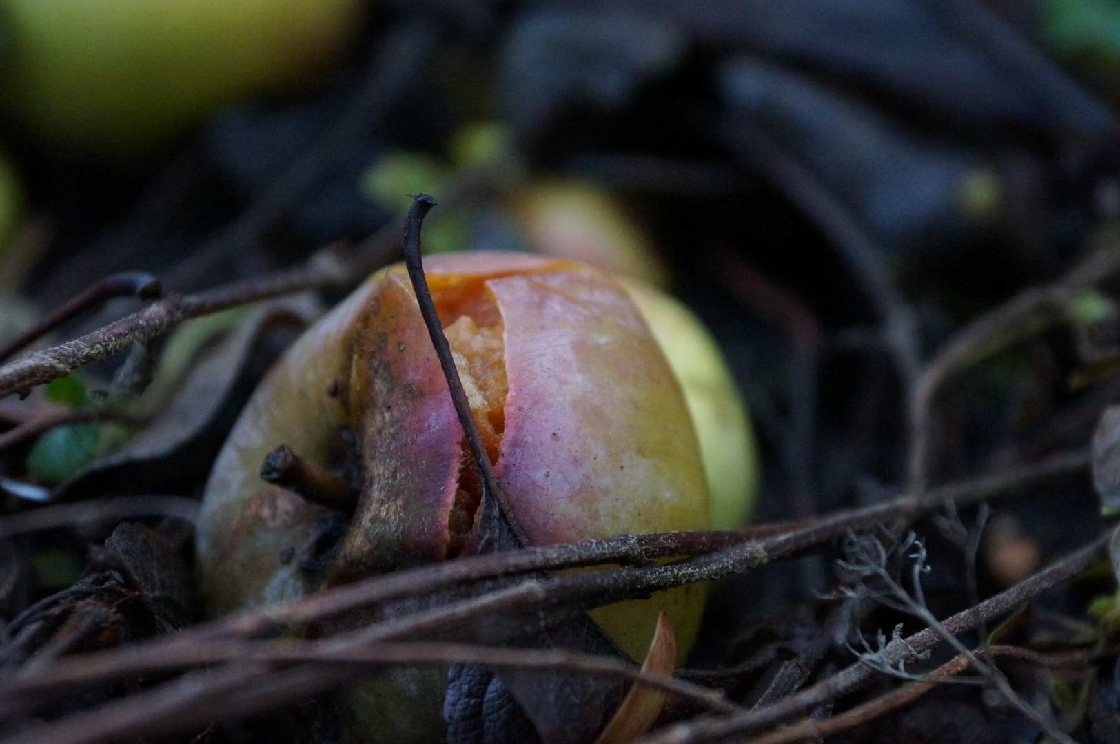 Der faule Apfel