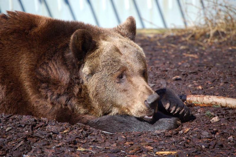 Der faule Braunbär