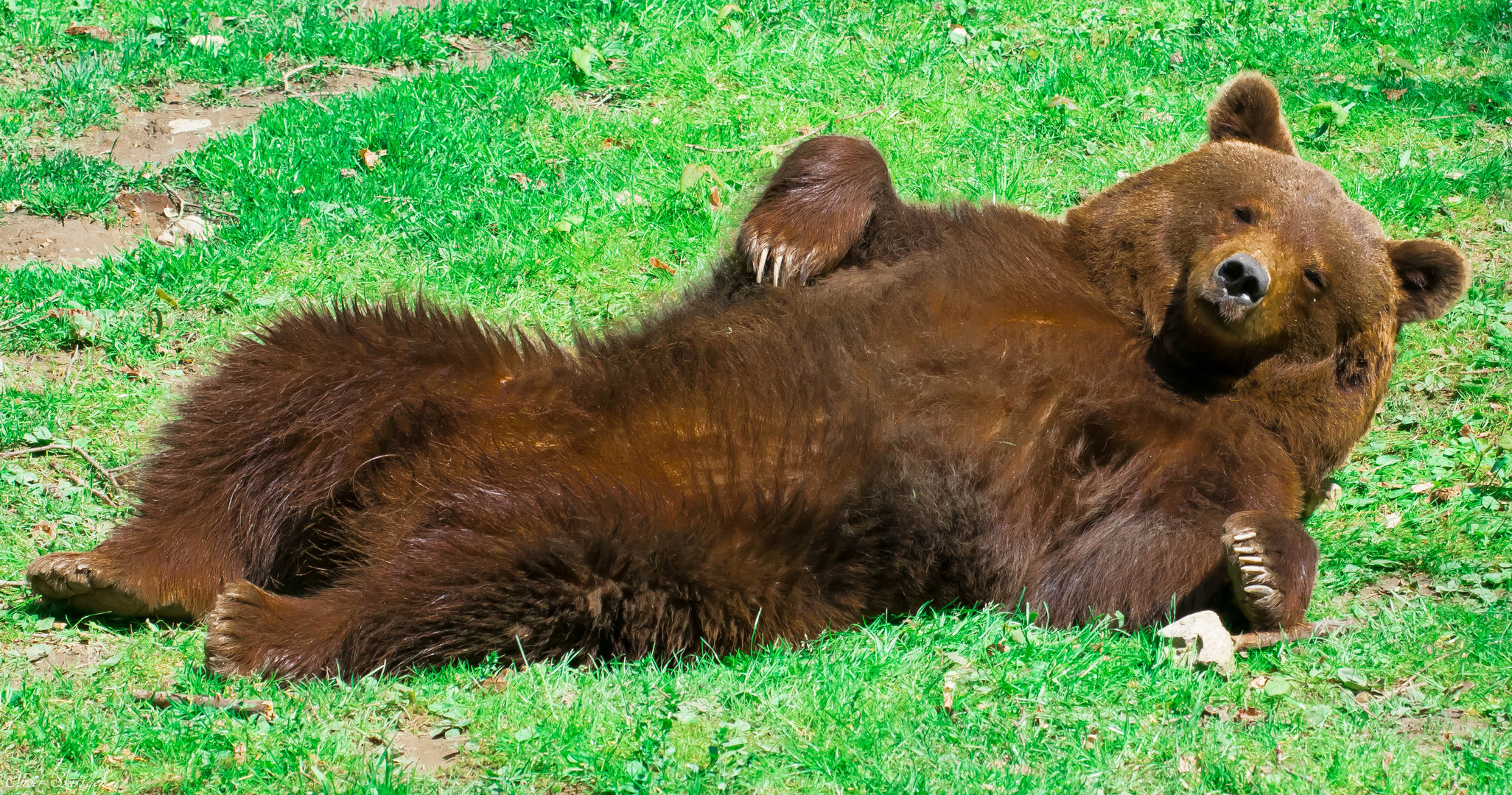 Der faule Braunbär und die Pose 