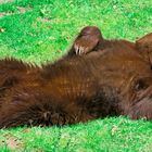 Der faule Braunbär und die Pose 