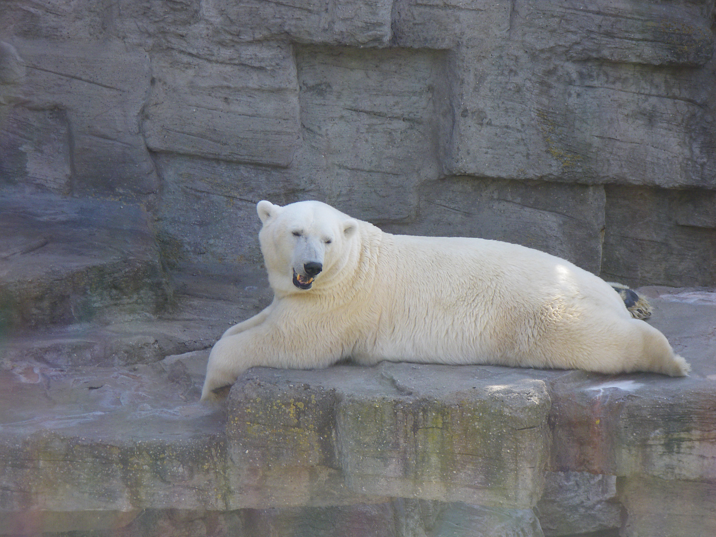 Der faule Eisbär