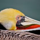 Der faule Pelikan