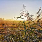 Der Federsee am 04.09.2019