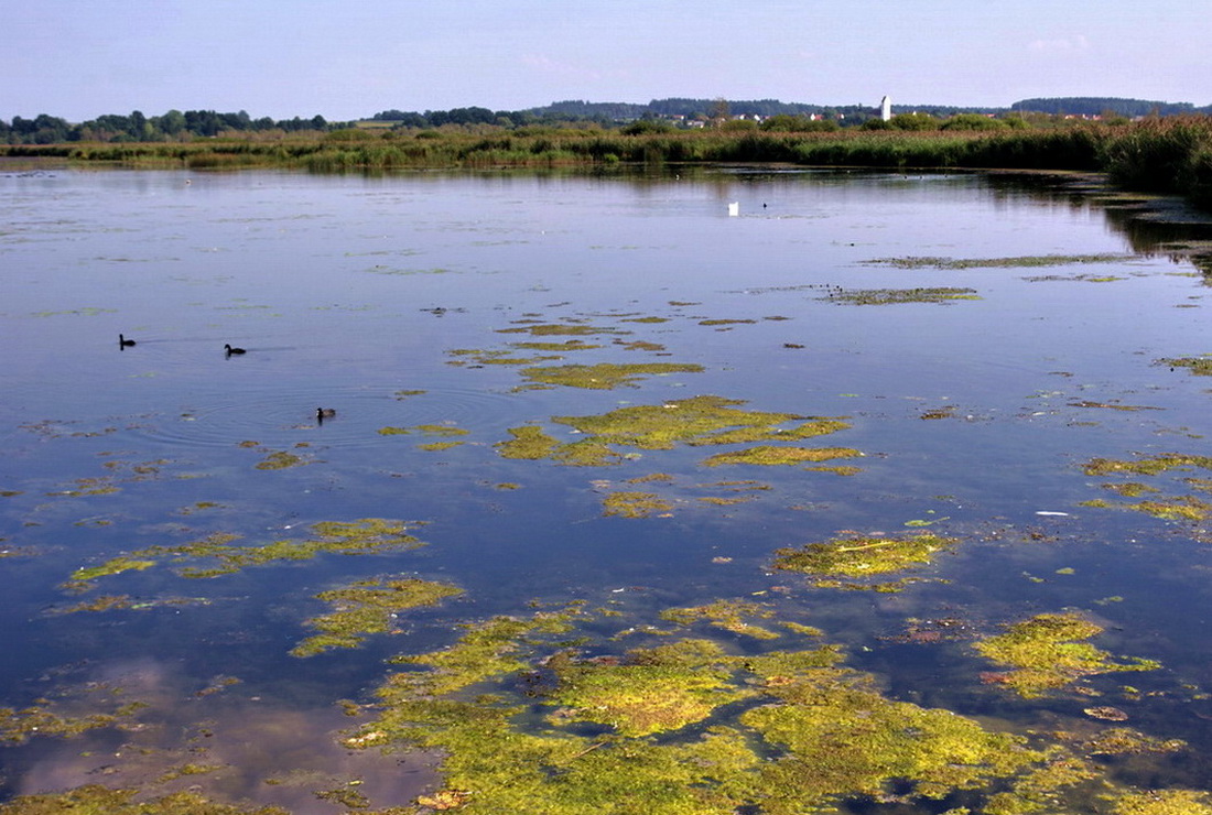 Der Federsee (s. Thumb)