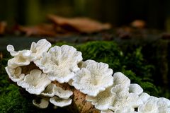 Der Feen-Garten blüht wieder