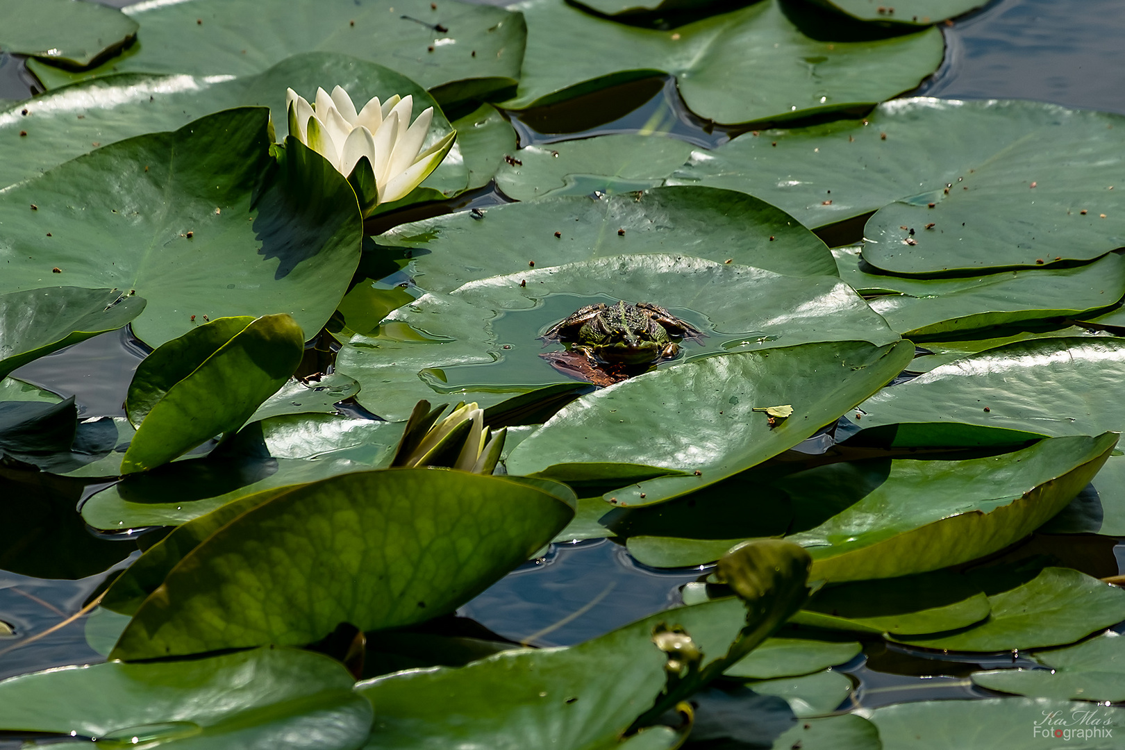 Der Feierabend-Frosch